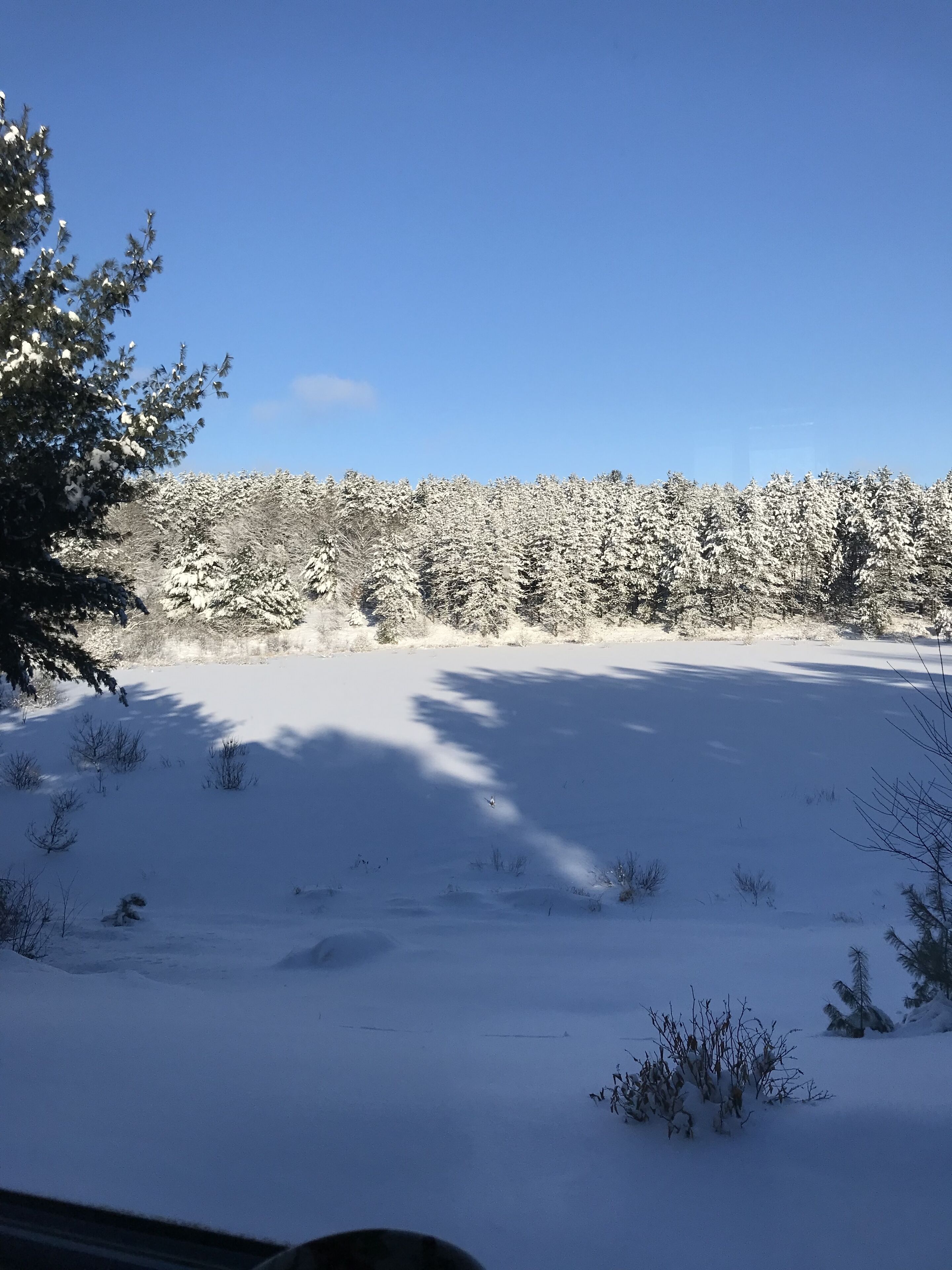 A snowy landscape with dense evergreen trees and a clear blue sky.
