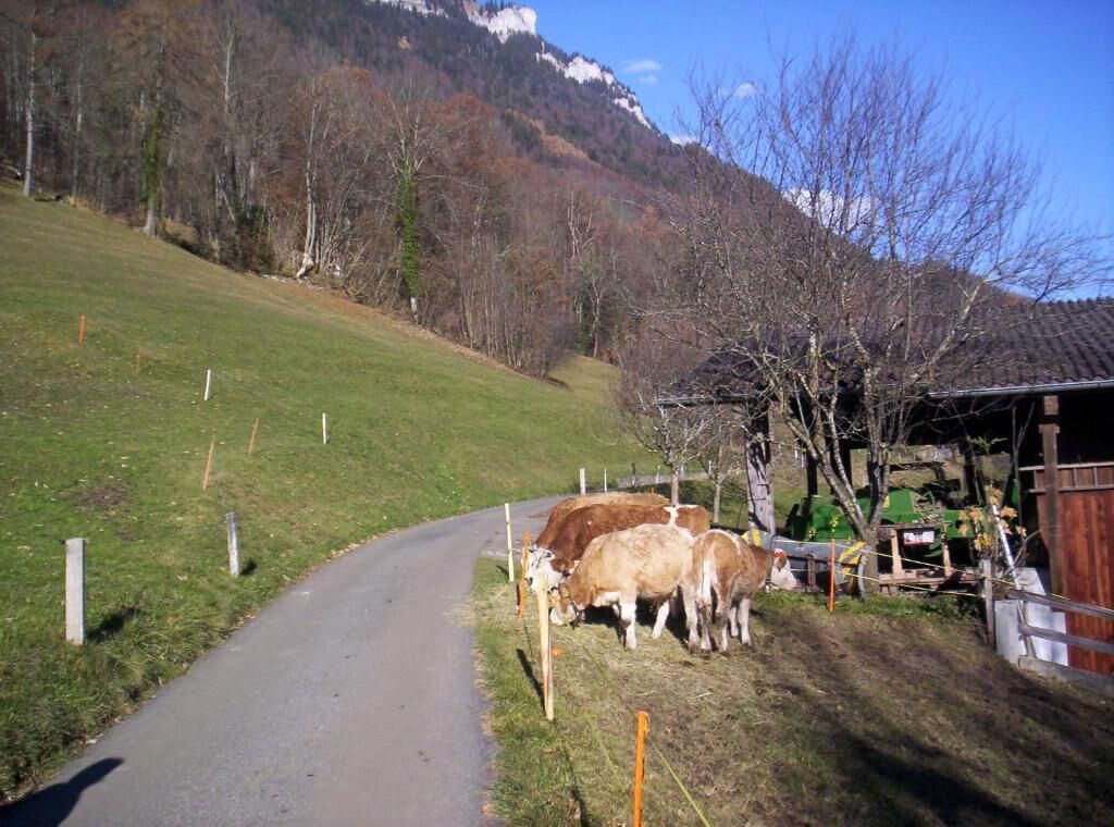 Foto - Alpina Boutique Hotel Interlaken - Ringgenberg - Adults only !