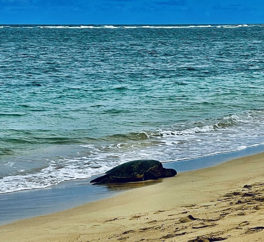 On the beach, sun loungers, beach towels
