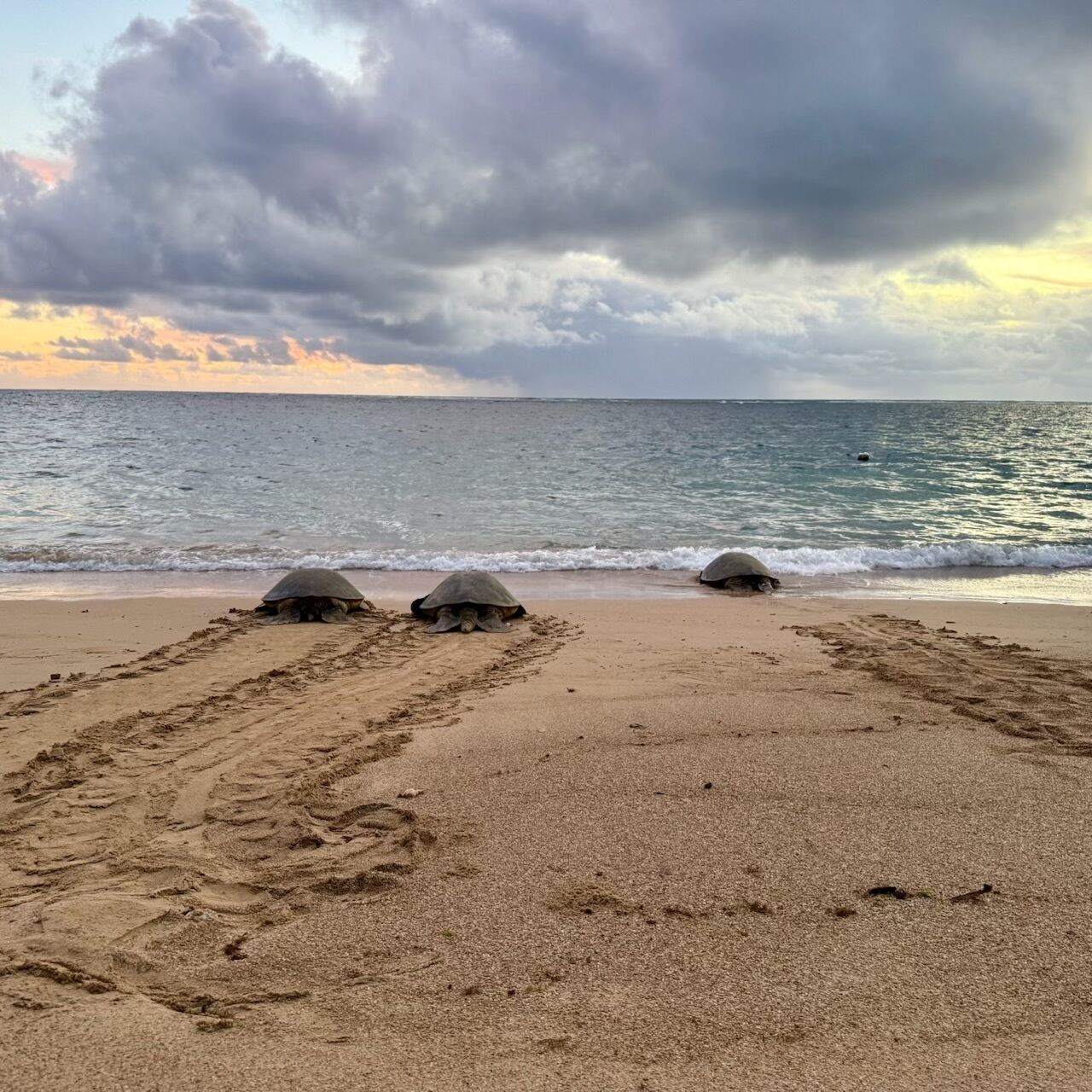 Ein Strand mit drei Schildkröten im Sand, bewölkter Himmel und dem Meer im Hintergrund.