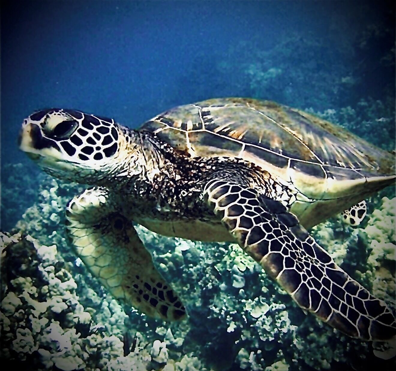 A sea turtle swimming underwater with a rocky coral reef in the background.