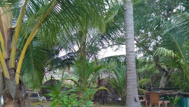 Garden - Summer Garden Arugambay  (Arugam Bay)
