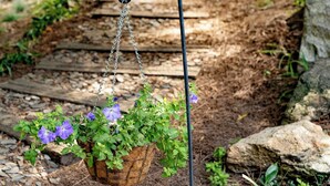 Ein Gartenpfad mit einem hängenden Blumenkasten voller violetten Blüten.
