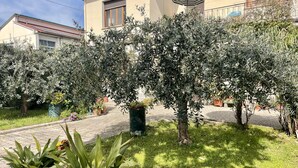 A residential garden with potted plants, a pathway, and a building with a tiled roof. - Casa La Palma in San Giuliano Terme (Vecchiano)