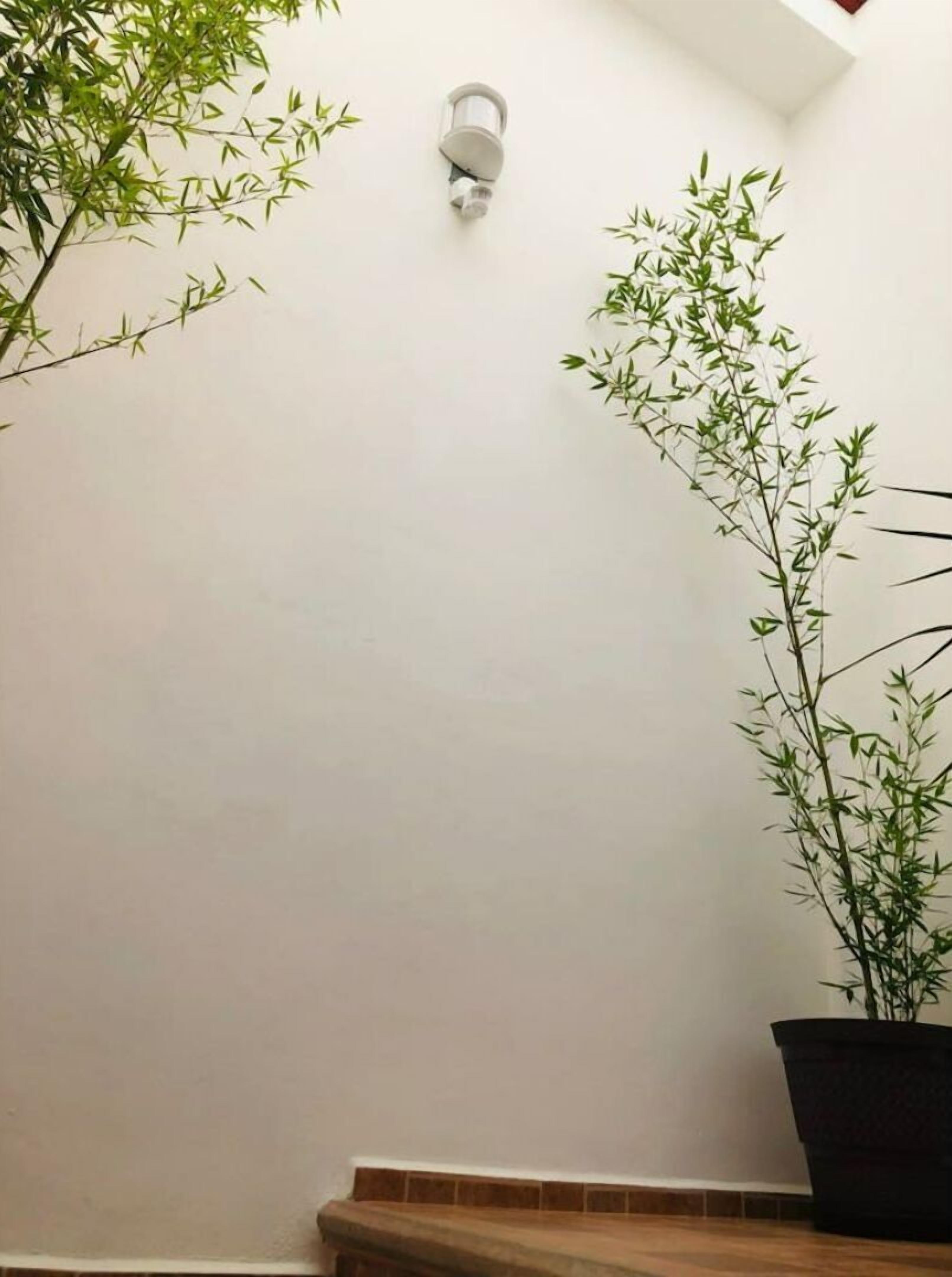 A corner of a room with a white wall, a bamboo plant, and a wall-mounted light fixture.