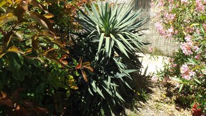 A garden with various plants and flowers, a stone wall, and a wire fence. - Maison a Louer Situé au Bord de la Dordogne (Saint-André-de-Cubzac)