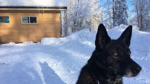 Un perro negro sentado frente a una cabaña de madera con nieve en el suelo y árboles al fondo.
