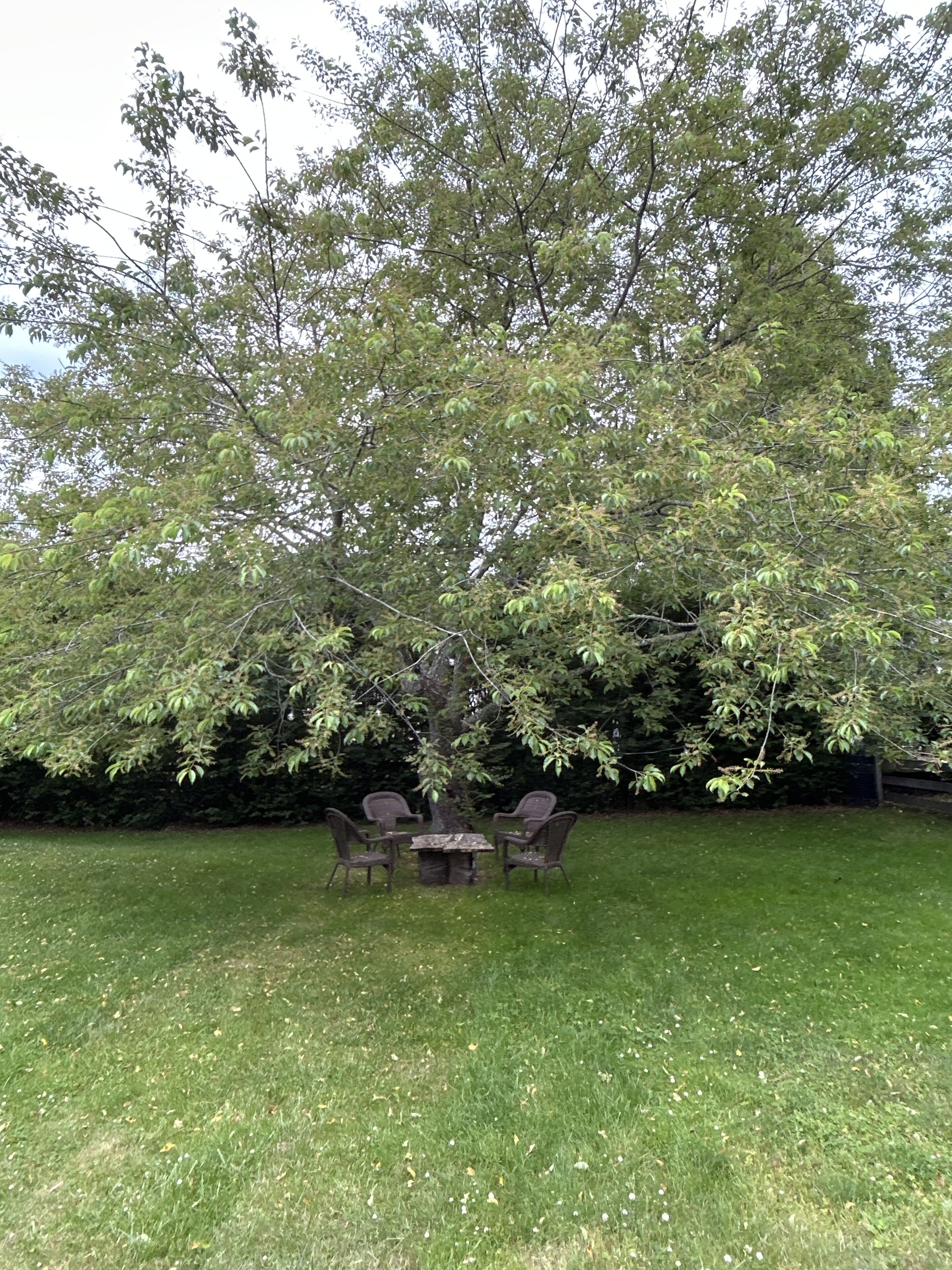 Outdoor seating area under beautiful tree strung up with lights.