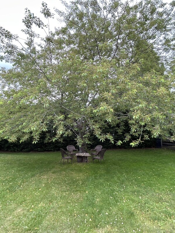 Outdoor seating area under beautiful tree strung up with lights.