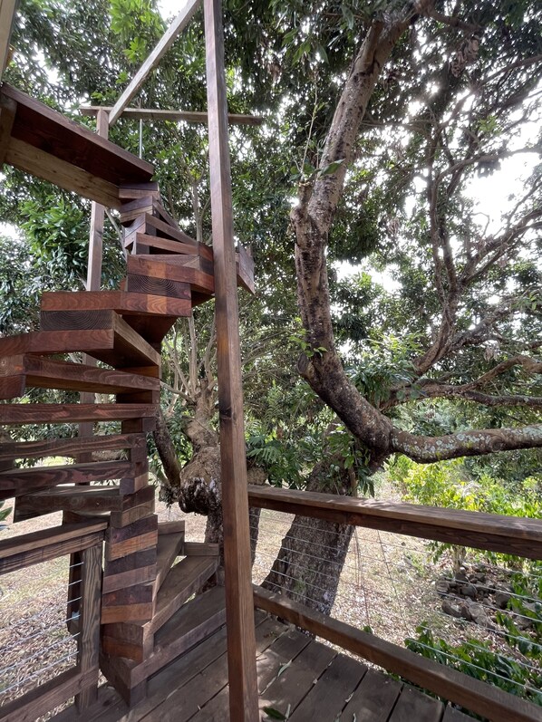 Property grounds - Love Kona Farm Life in nature - Lychee Hale (Kealakekua)