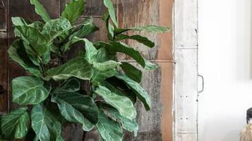 A potted plant with broad leaves in a room with a rustic brick wall and a metal door.