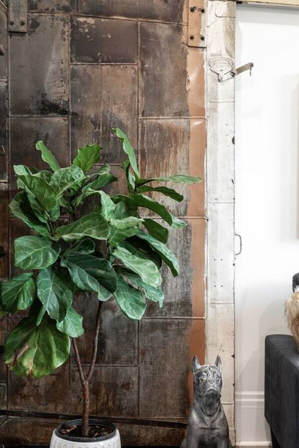 Une plante en pot aux larges feuilles, placée dans une pièce dont le mur est en briques apparentes et qui possède une porte en métal.