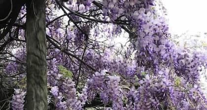 "Vivash" Historic accommodation with Ensuite