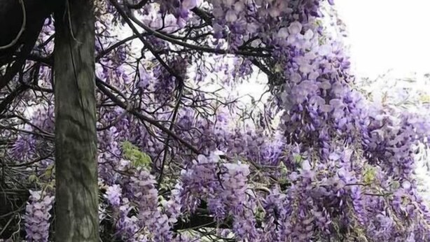 A garden with purple wisteria vines, a wooden fence, and a metal gate. - "Talbot" Rustic style accommodation with Mod Cons (Katrine)