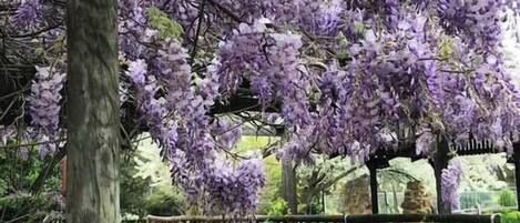 Àrea exterior de l'allotjament