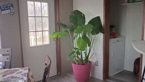 Un coin repas avec une table recouverte d’une nappe à motifs floraux, une plante en pot et une porte donnant sur une buanderie.