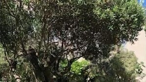 A garden with a large tree, various shrubs, and flowering plants. - Lovely Limoux: office, AC, kitchenette, WIFI, TV (Limoux)