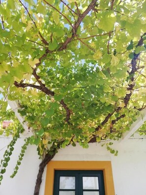 Property grounds - Quinta da várzea (Almeirim)