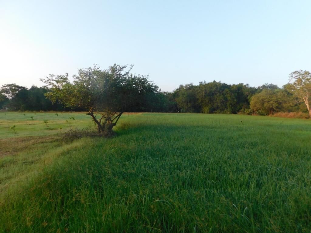 庭園