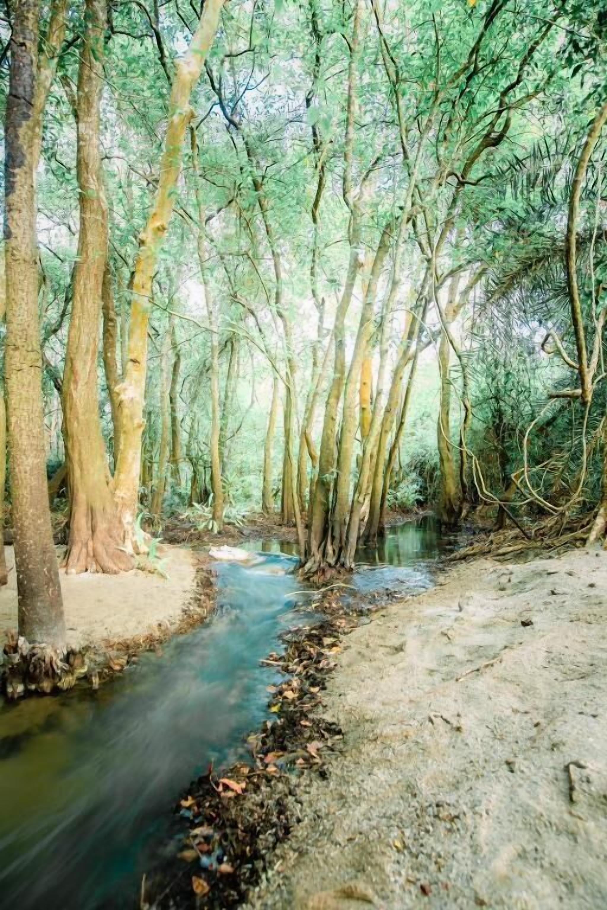 A forested area with a stream running through it.