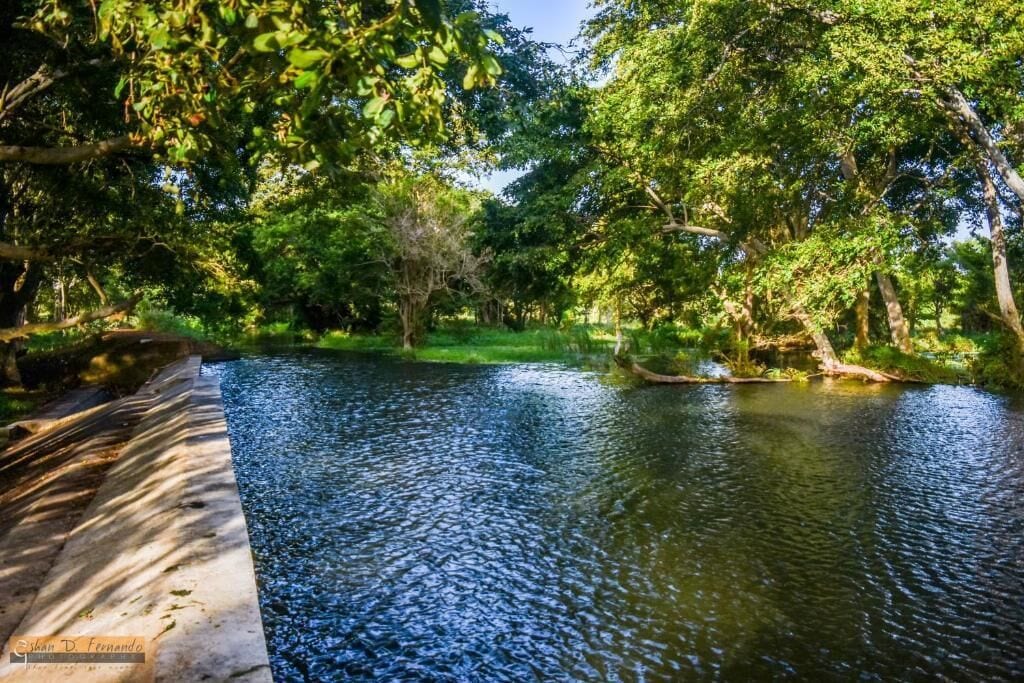 A serene riverside scene with a concrete walkway and dense greenery.