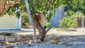 A deer grazing under a tree in a fenced outdoor area with gravel ground and a building in the background.
