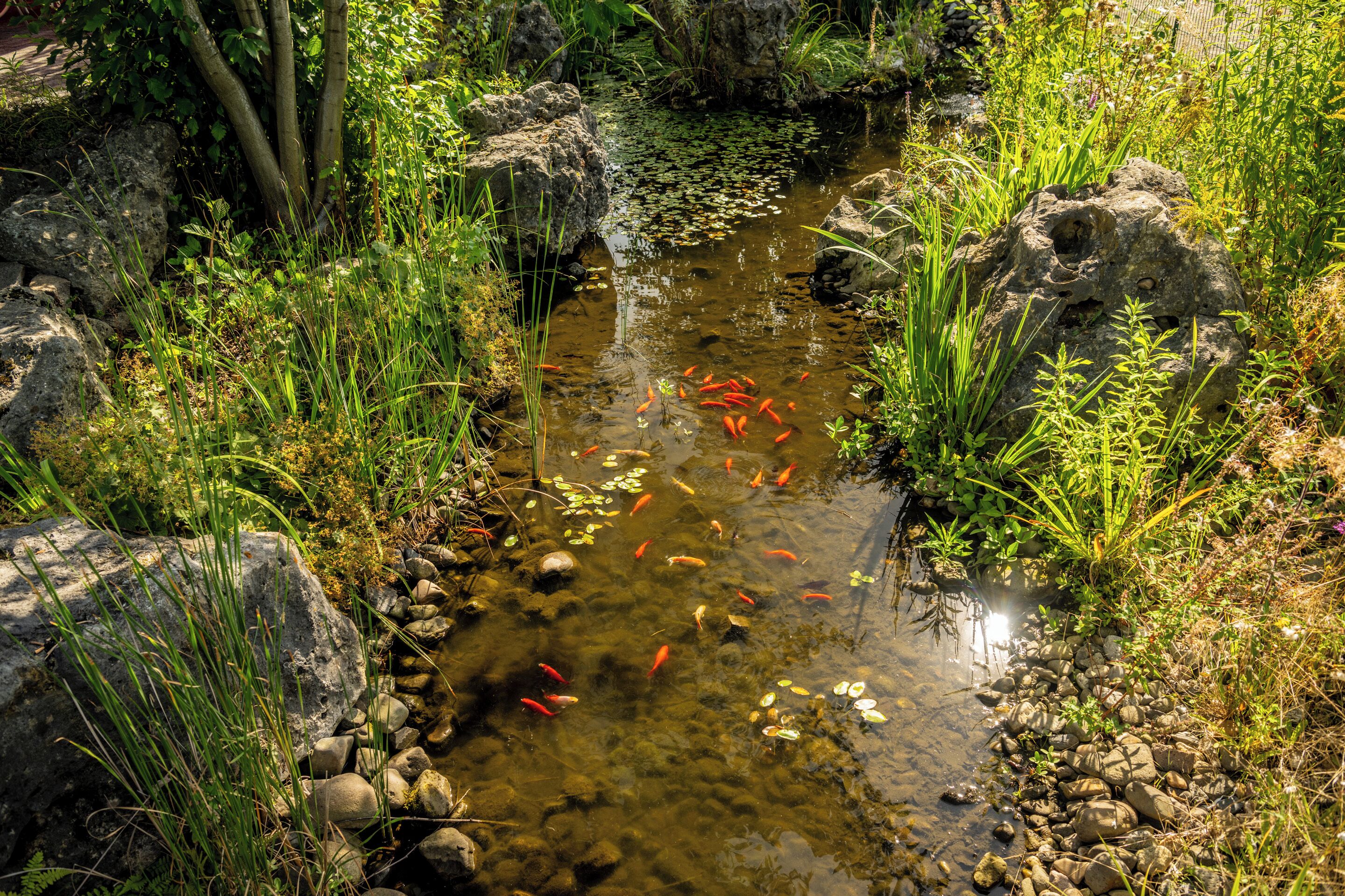Un petit ruisseau aux eaux claires, bordé de rochers et de verdure.