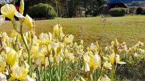 Ein Feld voller gelber Blumen mit einem Gebäude im Hintergrund.