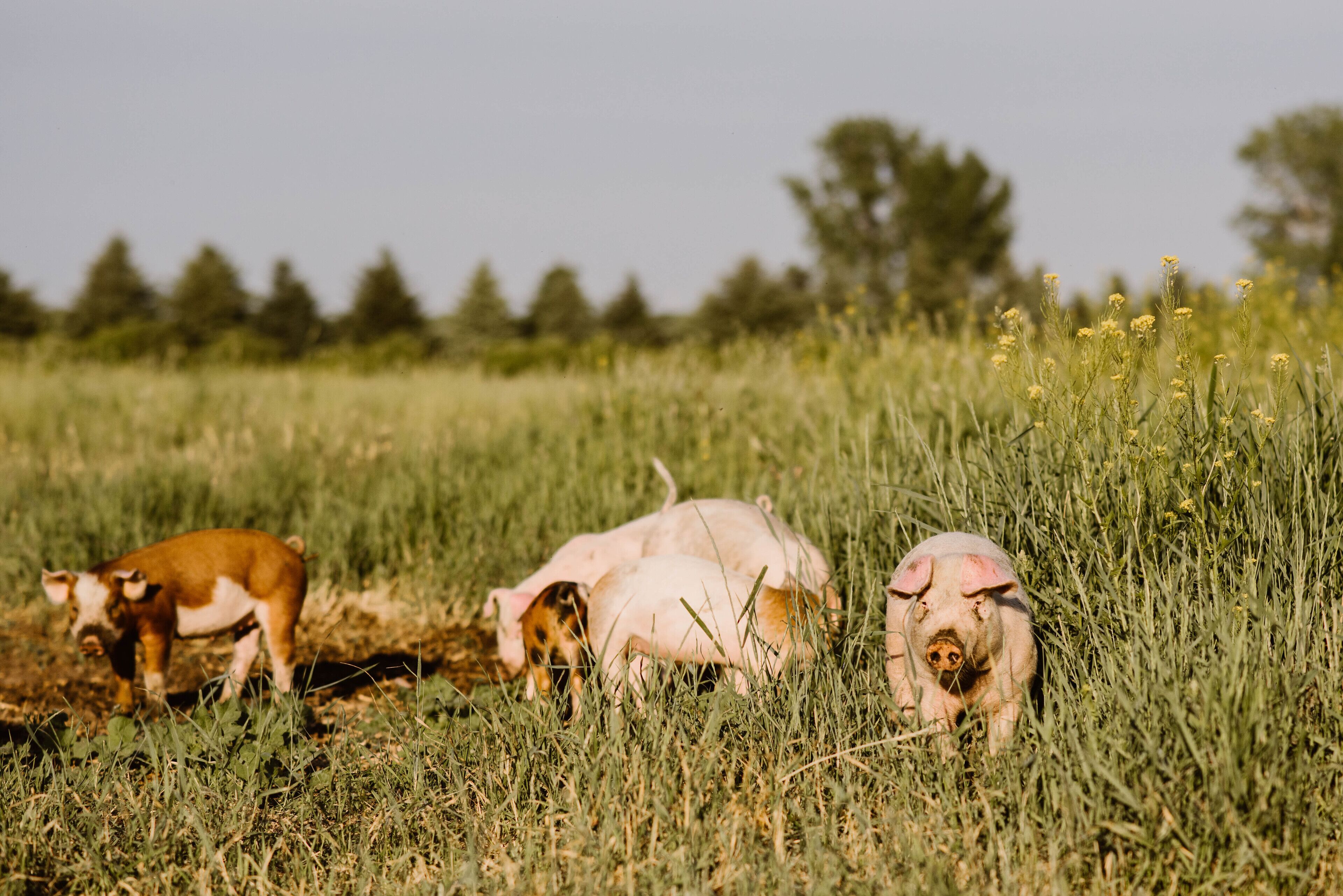A pig in a grassy field with trees in the background.