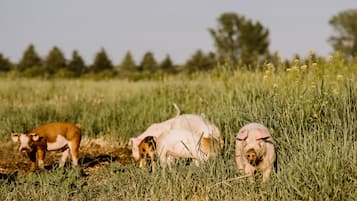 A pig in a grassy field with trees in the background.