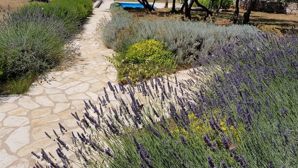 A stone pathway flanked by lavender and other plants, leading to a building with a stone wall and a pool.
