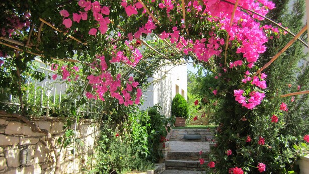 A stone staircase leading up to a white building, surrounded by lush greenery and pink flowers.
