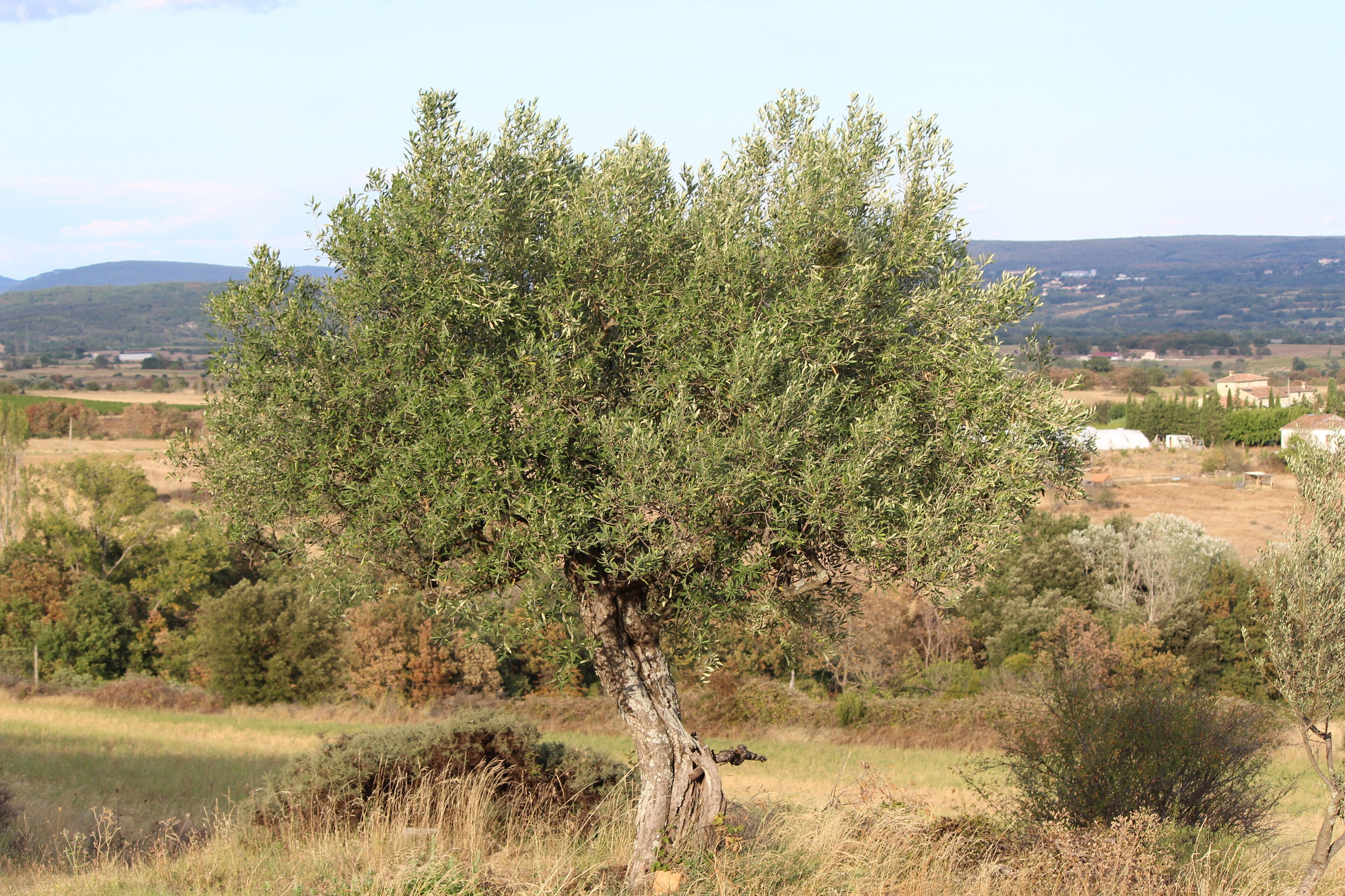 Un árbol en un paisaje rural con cielo despejado.