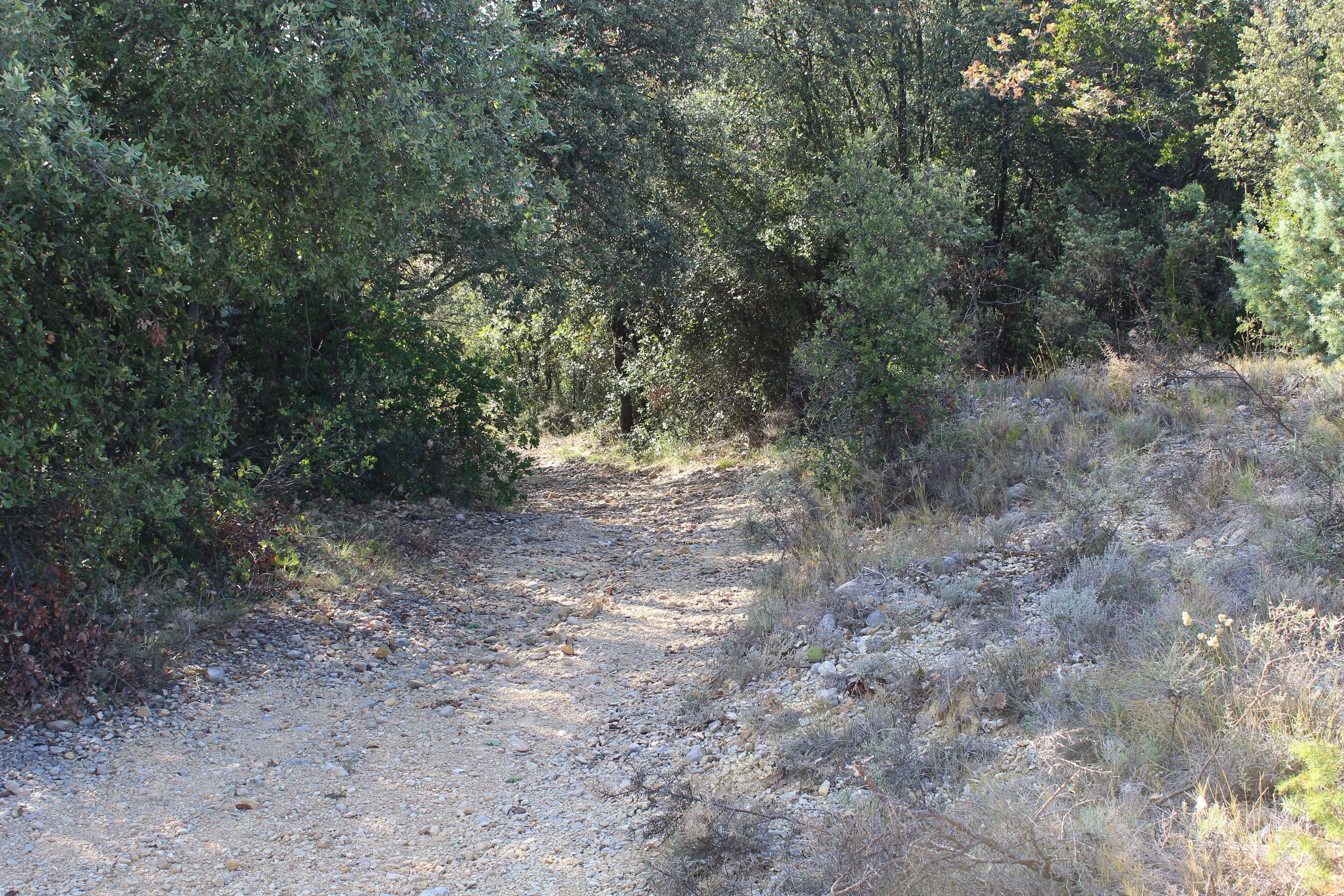 Un camino de grava rodeado de arbustos y árboles frondosos.