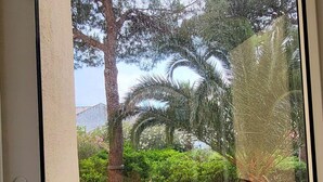 Vista a través de una ventana que muestra un jardín con un árbol grande, una palmera y una planta ornamental.