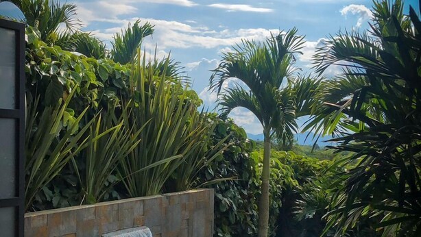 A modern outdoor pool area with a waterfall feature, surrounded by lush tropical plants and a clear blue sky. - ECOPARADISE (Pereira)