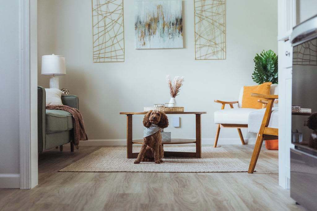 A cozy living room with a dog, a coffee table, a sofa, and a lamp.
