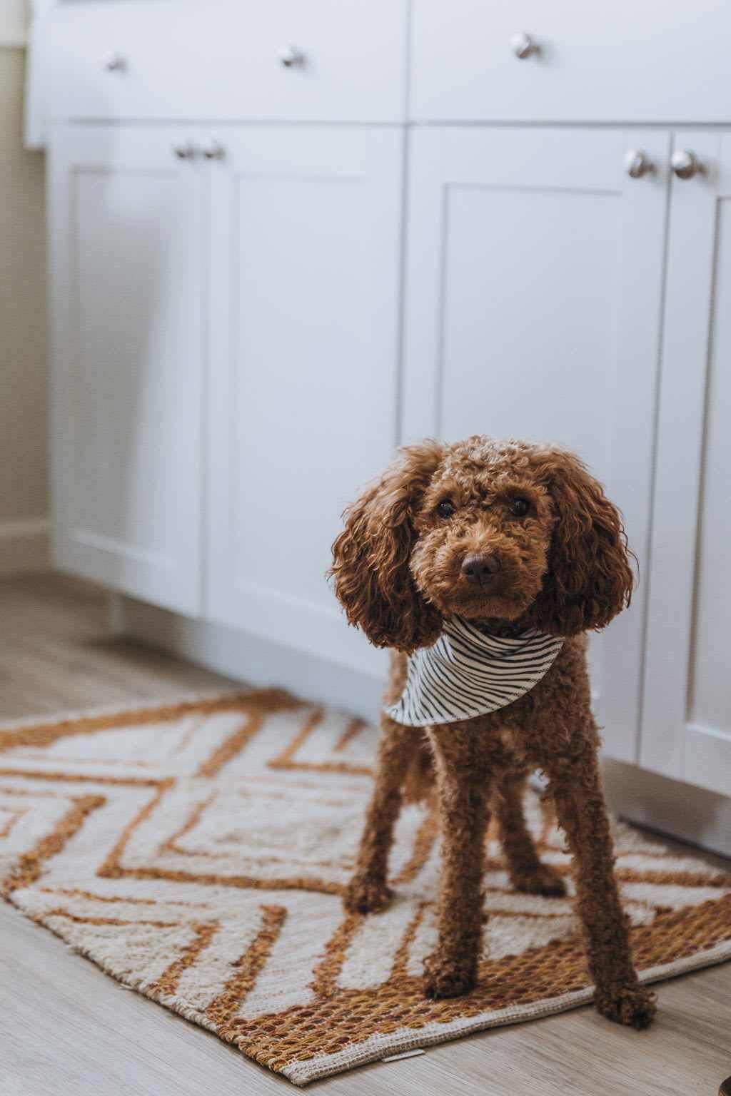 Un caniche est á de pie sobre una alfombra estampada en una habitación con armarios blancos.