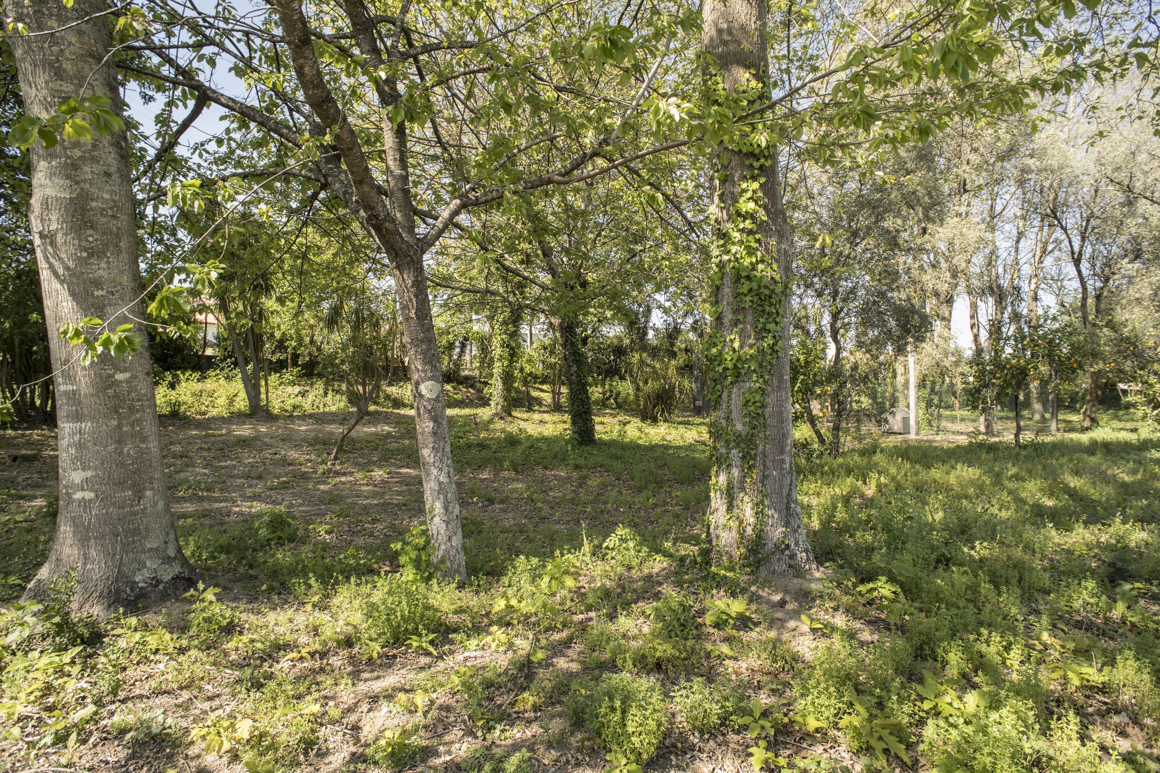 A forested area with trees and underbrush.