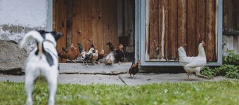 Appartement Ă Fusch prĂšs de Grossglockner