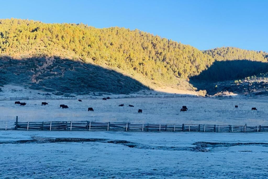 A snowy field with cattle and a wooden fence.