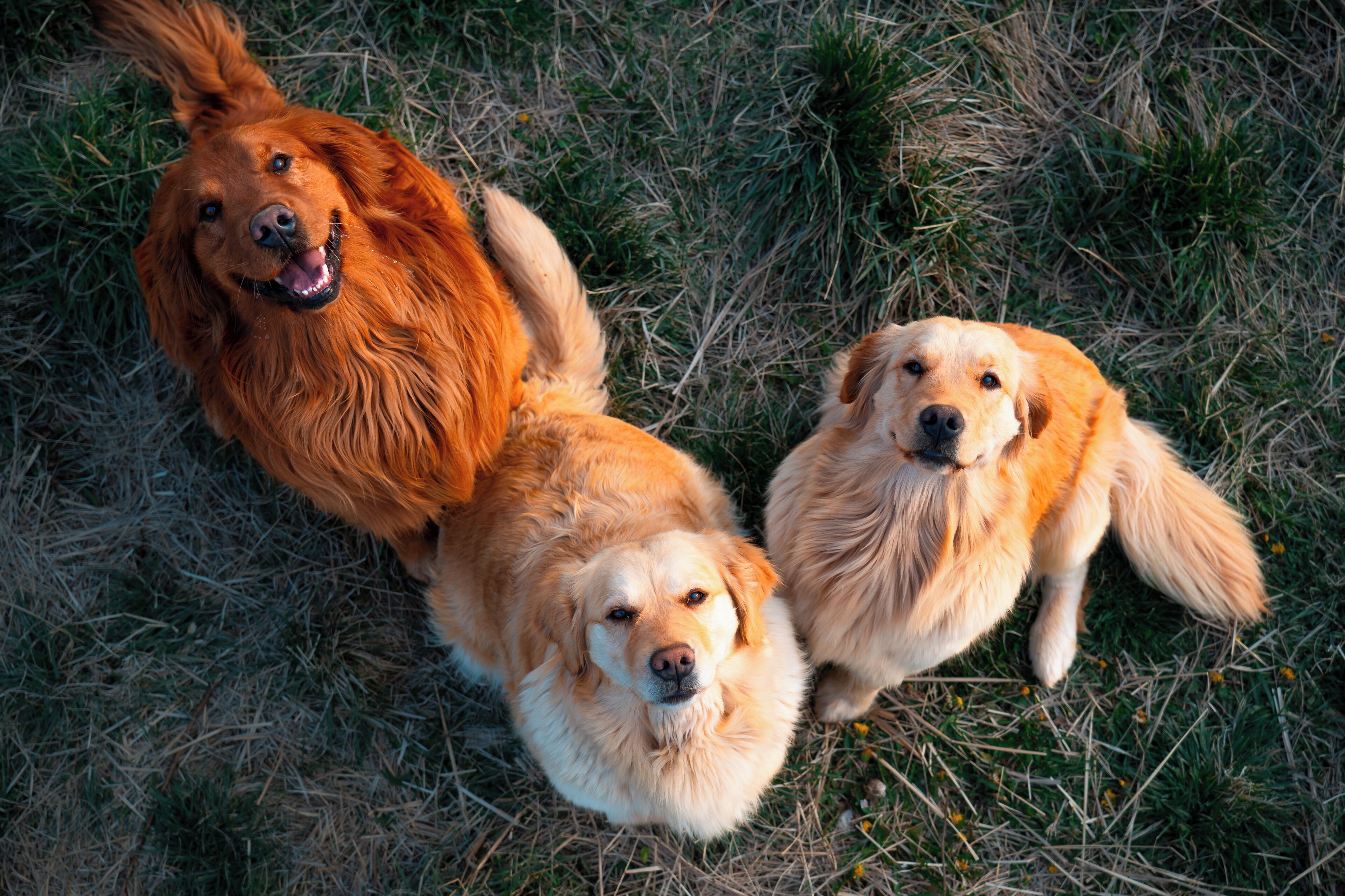 Three golden retrievers lying on grass.