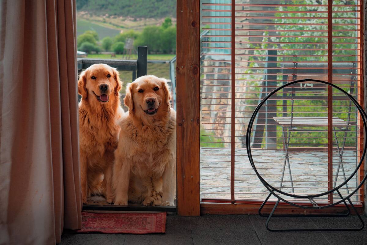 Twee golden retrievers zitten bij een raam met uitzicht op een groen landschap.