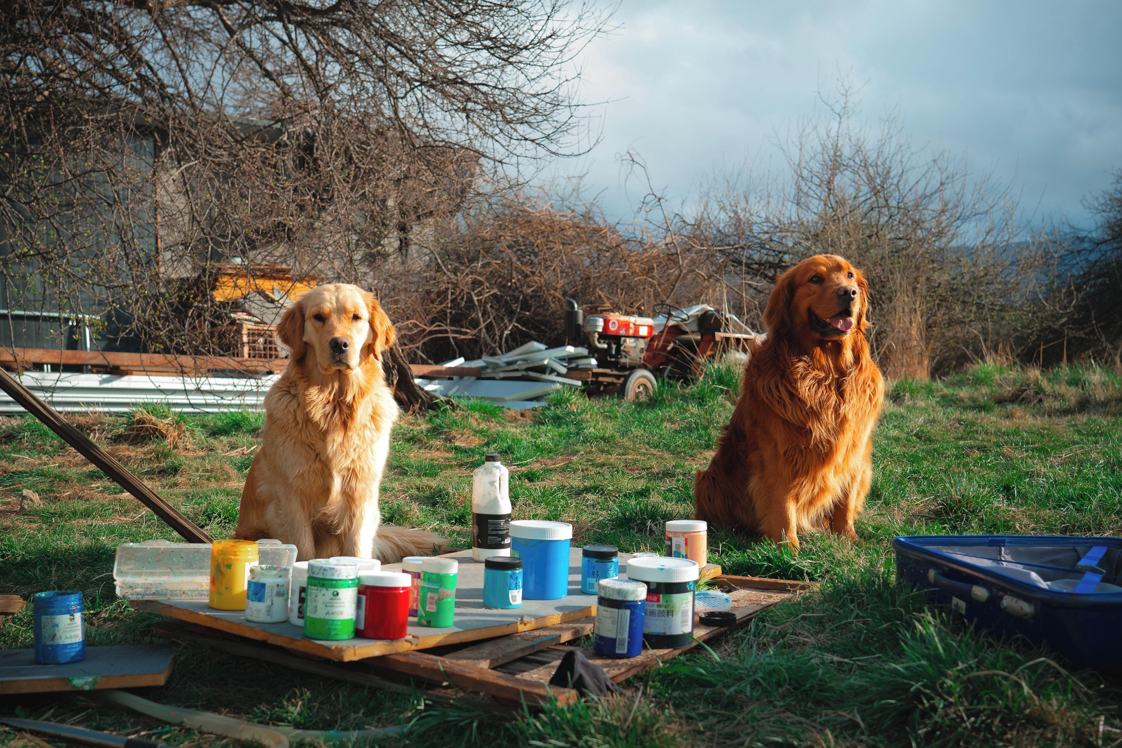 Dos perros sentados en una mesa con varios botes de pintura.