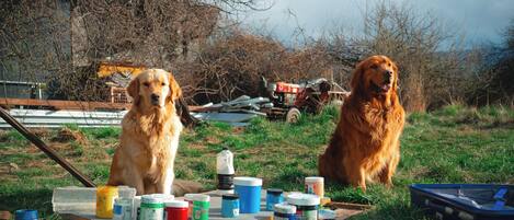 Dos perros sentados en una mesa con varios botes de pintura.