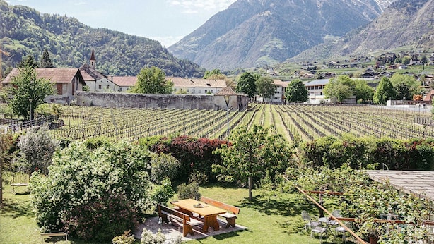 A vineyard with rows of grapevines, a wooden bench, and buildings in the background.