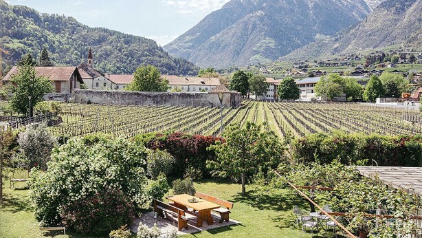 Un vigneto con filari di viti, una panchina di legno e un edificio con tetto spiovente.