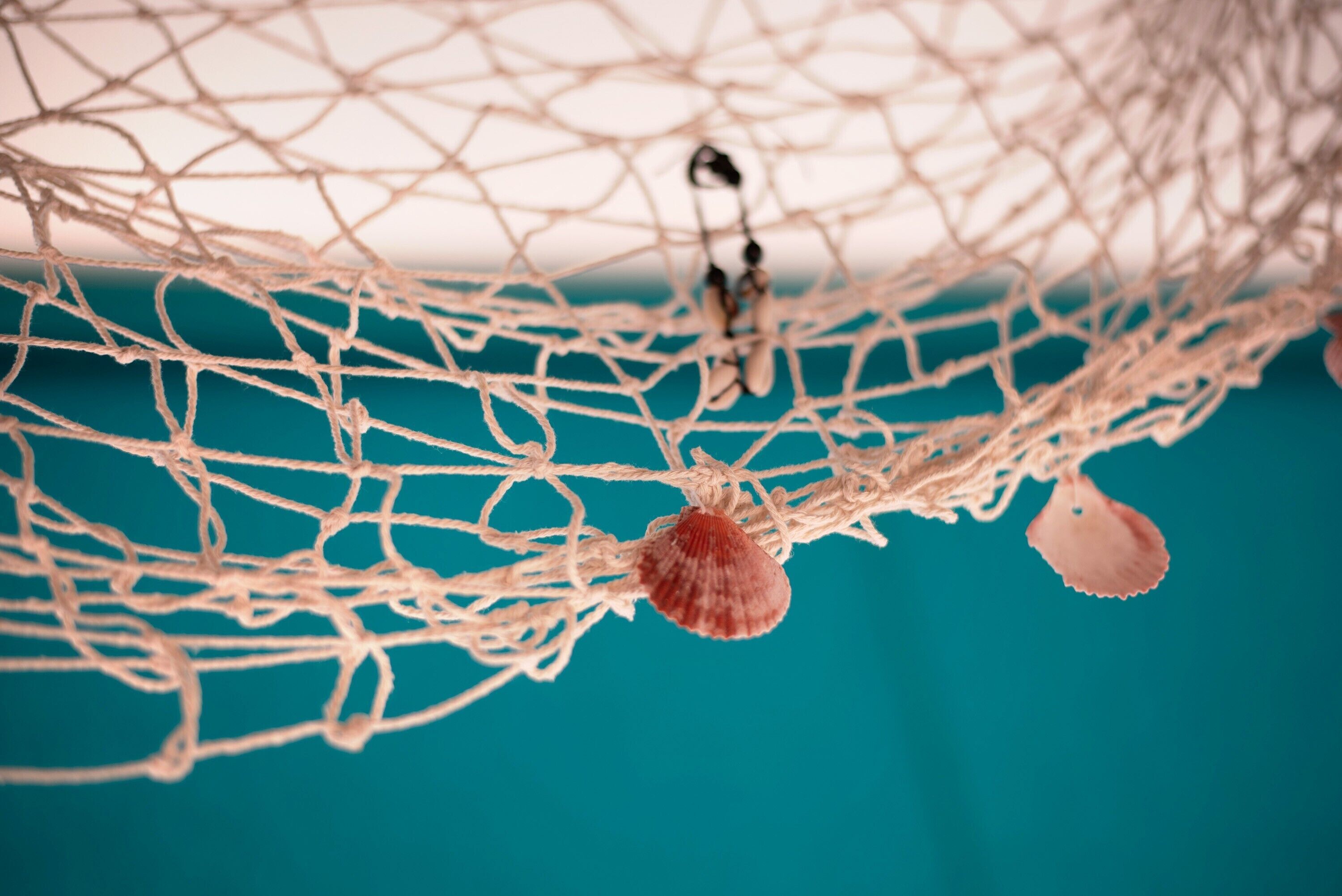 A close-up of a net with seashells attached, against a teal background.