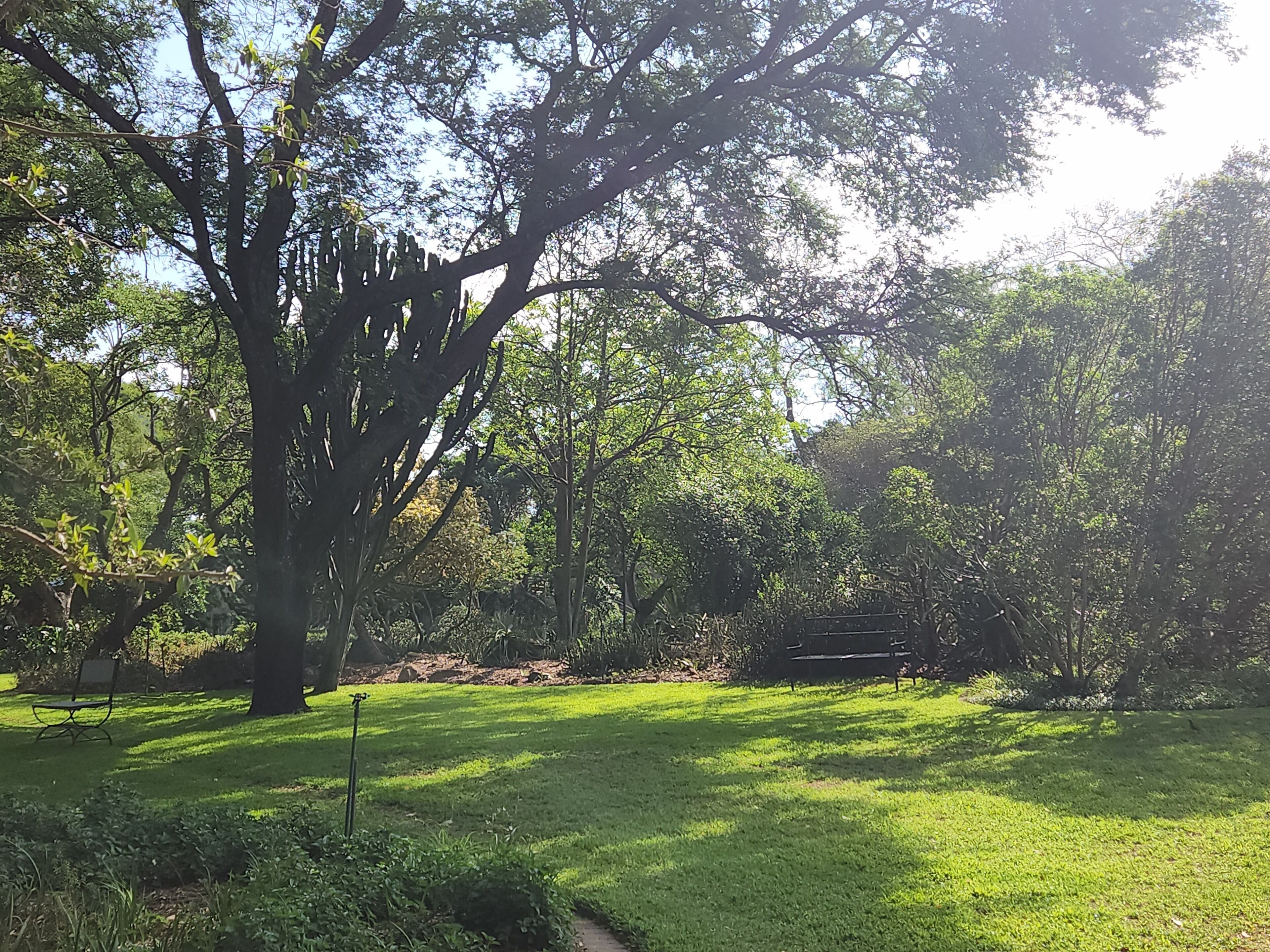 A park with a large tree, a bench, and a grassy area.