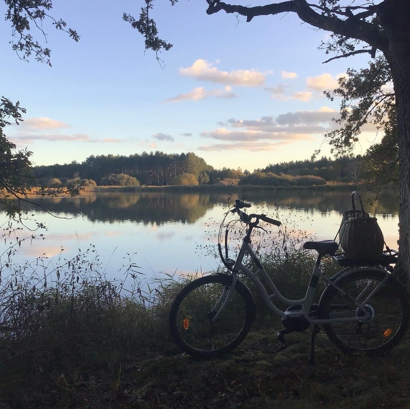 A bicycle parked by a lake with a basket attached, surrounded by trees and a clear sky.